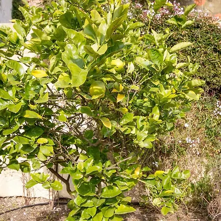 Vintage Chic With Terrace Garden & Air Con Lisbon